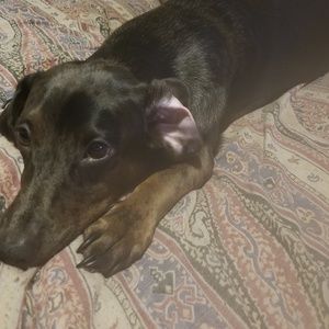 Meet your Posher, Cap